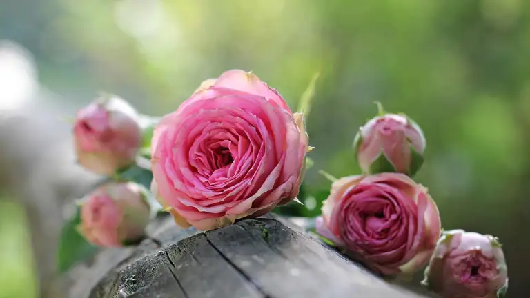 Roses 1687884 1280